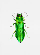 Jewel beetle or Agrilus angustulus Poster och Canvastavla