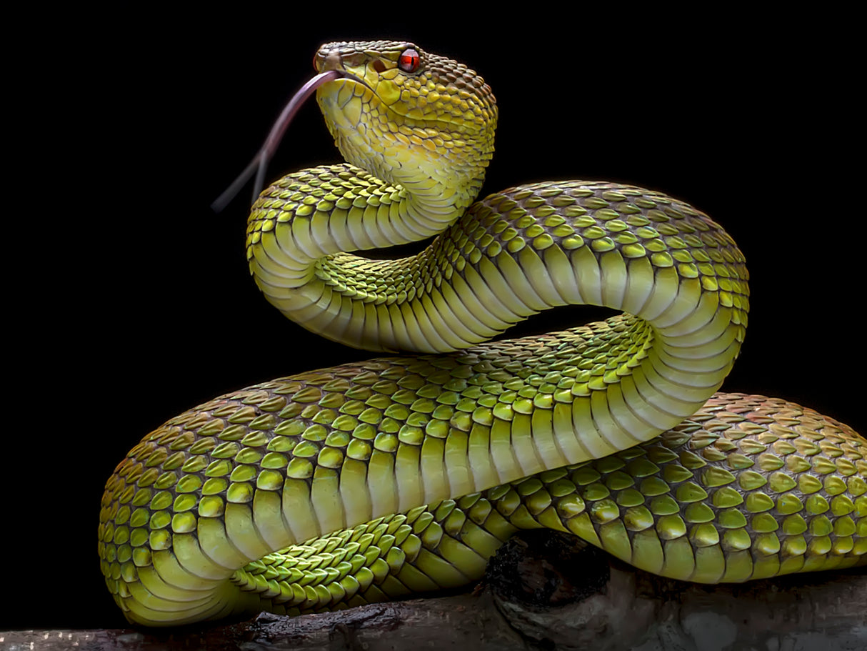 Golden Venomous Viper Snake Poster och Canvastavla