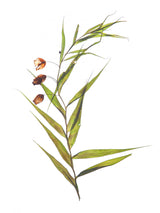 Herbarium 04 Poster och Canvastavla