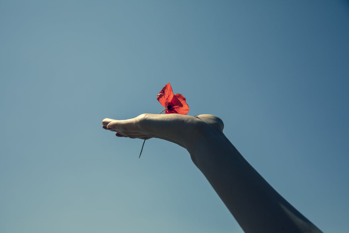 red flower and blue sky Poster och Canvastavla