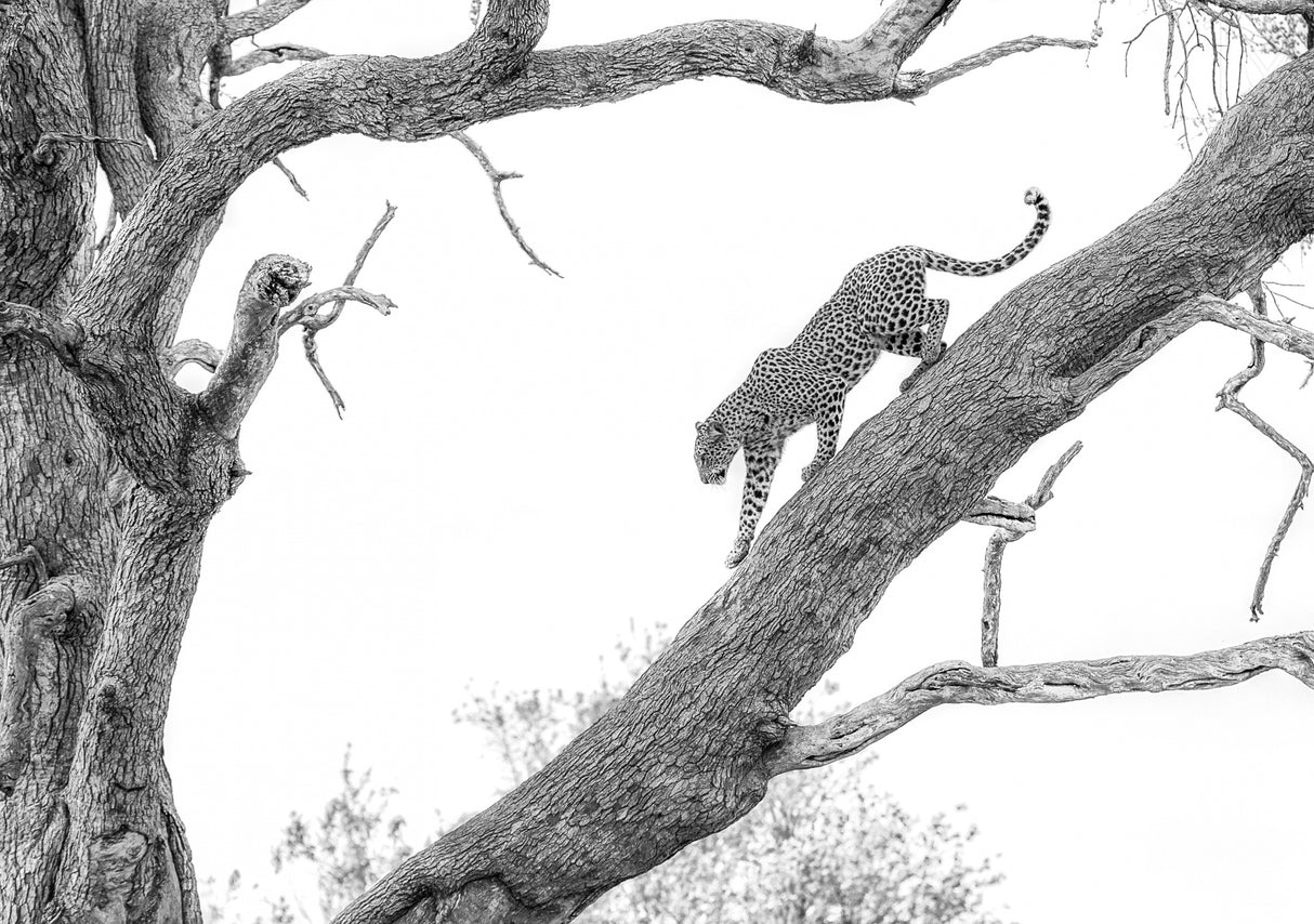 High key Leopard Poster och Canvastavla