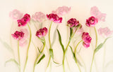 Tulips Poster och Canvastavla
