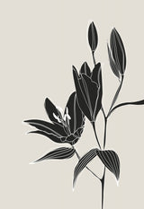 Line art lillies in black Poster och Canvastavla