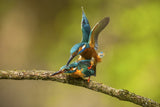 Kingfisher in love Poster och Canvastavla
