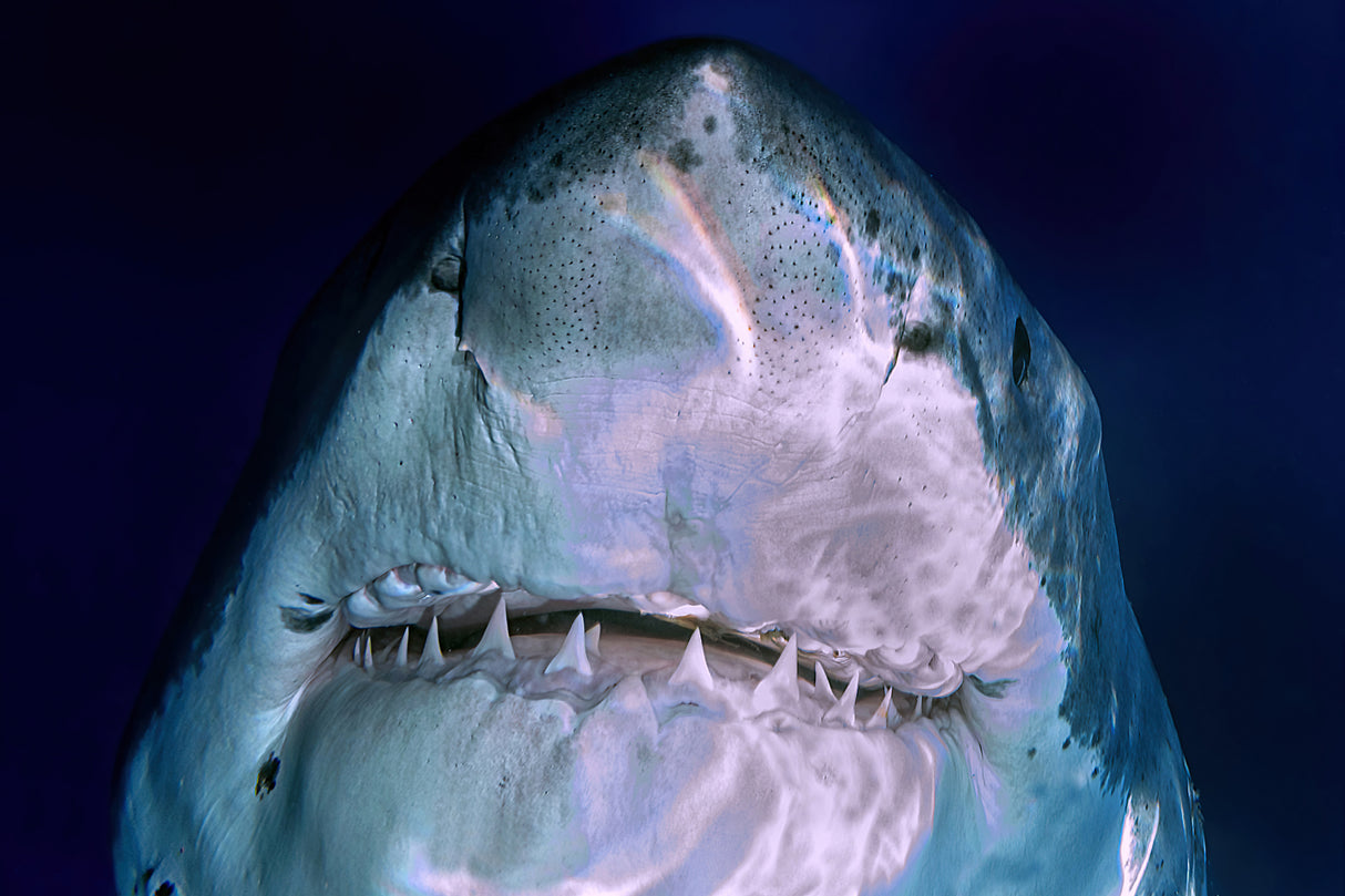 White Pearl teeth smile Poster och Canvastavla
