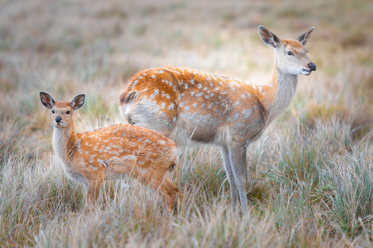 Sika deer Poster och Canvastavla