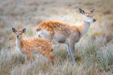 Sika deer Poster och Canvastavla