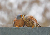 Lesser Kestrel , Kiss.. Poster och Canvastavla