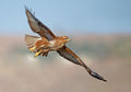 Buzzard Poster och Canvastavla