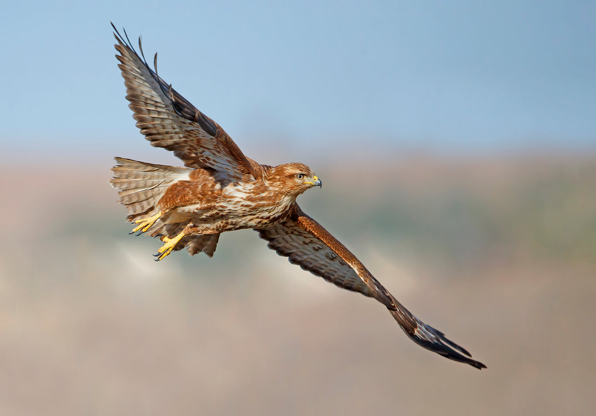 Buzzard Poster och Canvastavla