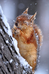 winter Poster och Canvastavla