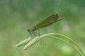 Calopteryx splendens Poster och Canvastavla