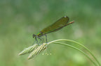 Calopteryx splendens Poster och Canvastavla
