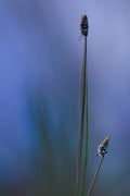 Dream in Blue Poster och Canvastavla