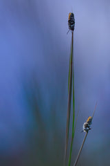 Dream in Blue Poster och Canvastavla