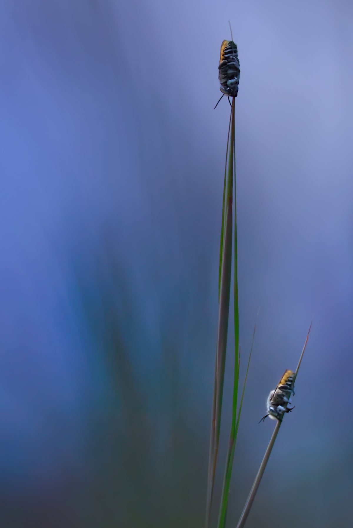 Dream in Blue Poster och Canvastavla