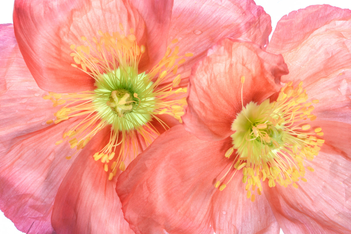 Papaver Poster och Canvastavla