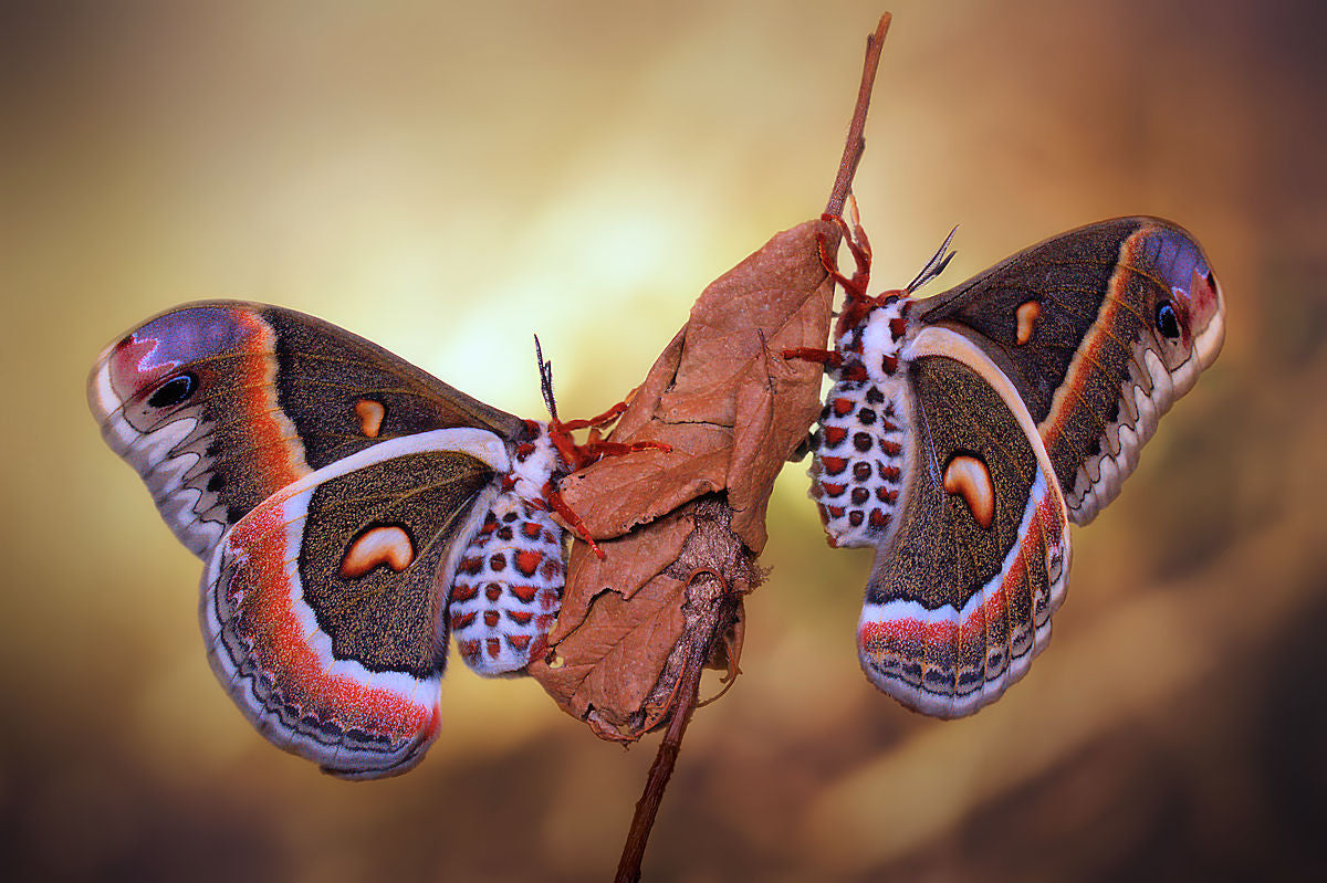 Robin moths Poster och Canvastavla