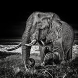 sunset at the waterhole Poster och Canvastavla