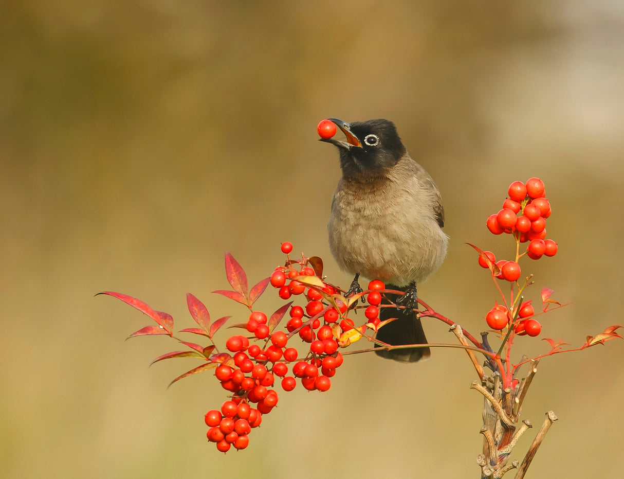 Bulbul with Nandina Poster och Canvastavla