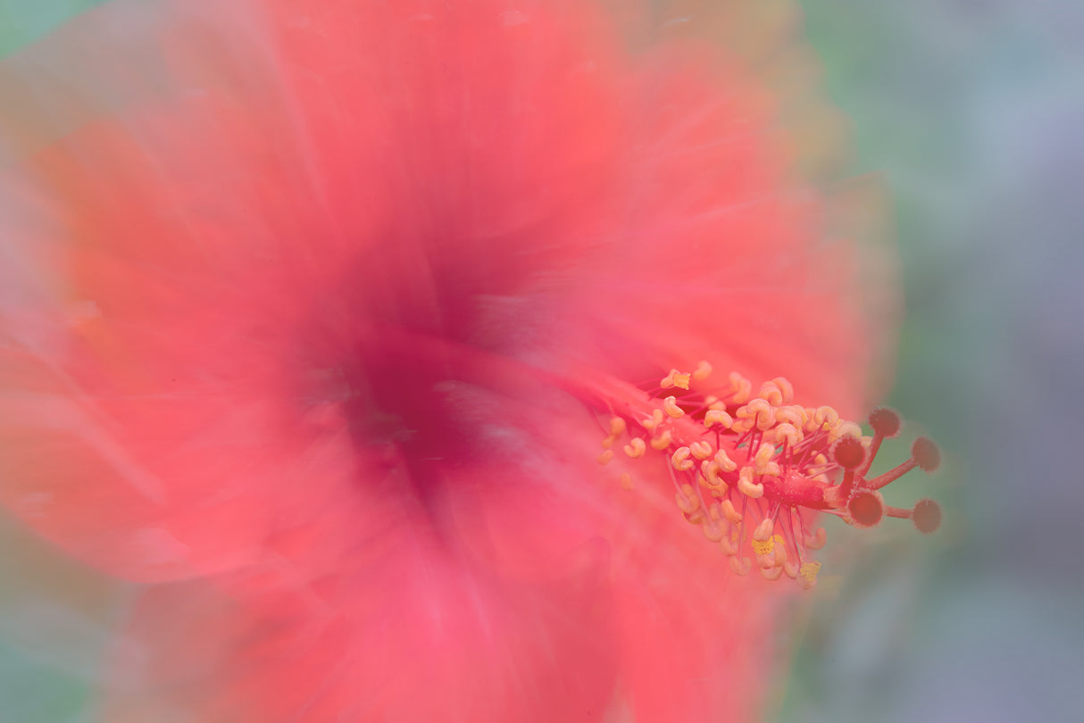 Flowers from our garden (Lomé) - Malvaceae Poster och Canvastavla