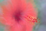 Flowers from our garden (Lomé) - Malvaceae Poster och Canvastavla