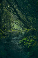 Entering Fangorn Poster och Canvastavla