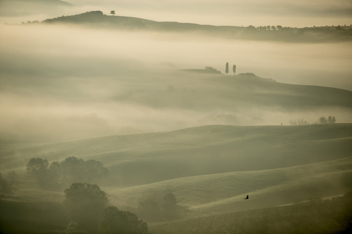 Brume Poster och Canvastavla