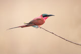 carmine bee-eater Poster och Canvastavla
