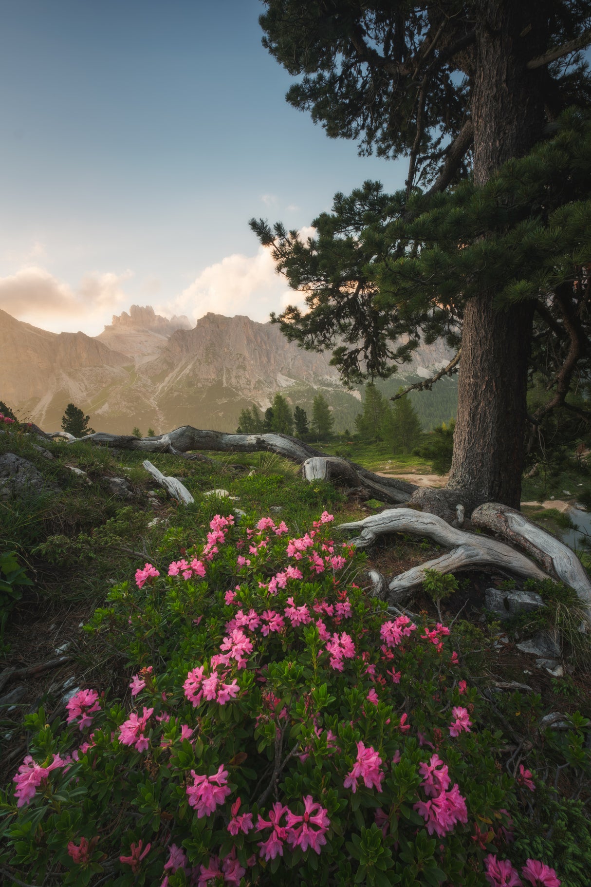 Mountain flowering Poster och Canvastavla