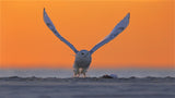 Snowy Owl at Sunrise Poster och Canvastavla