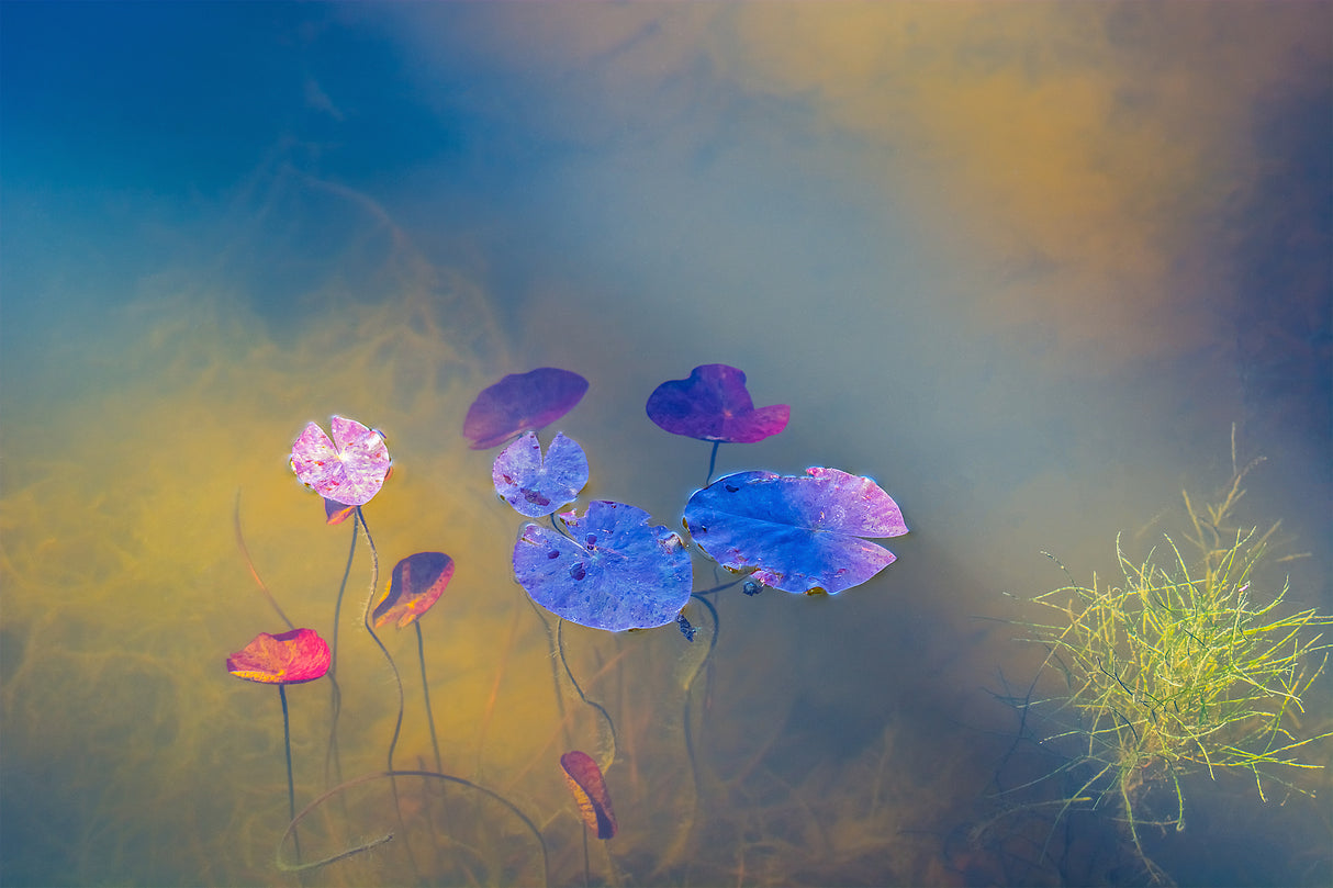 Water life Poster och Canvastavla