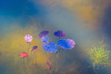 Water life Poster och Canvastavla