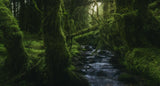 Hidden Wood Poster och Canvastavla