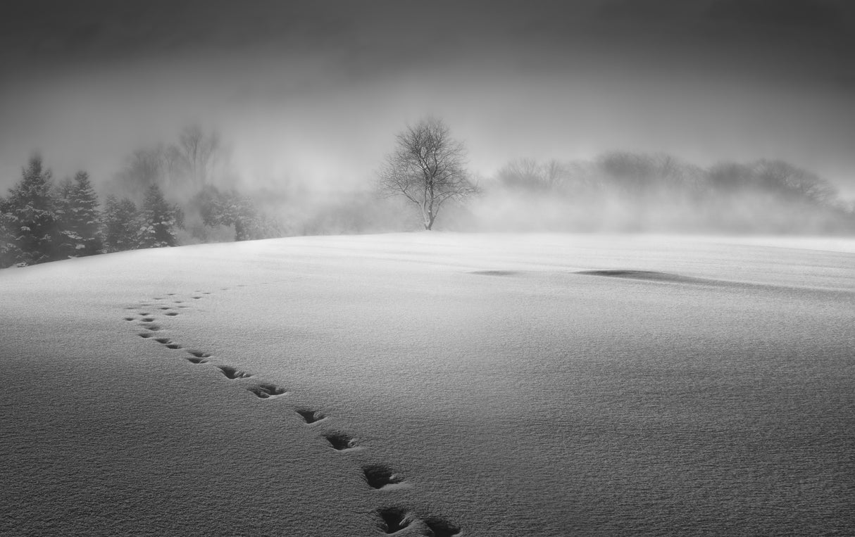 Winter scenery Poster och Canvastavla