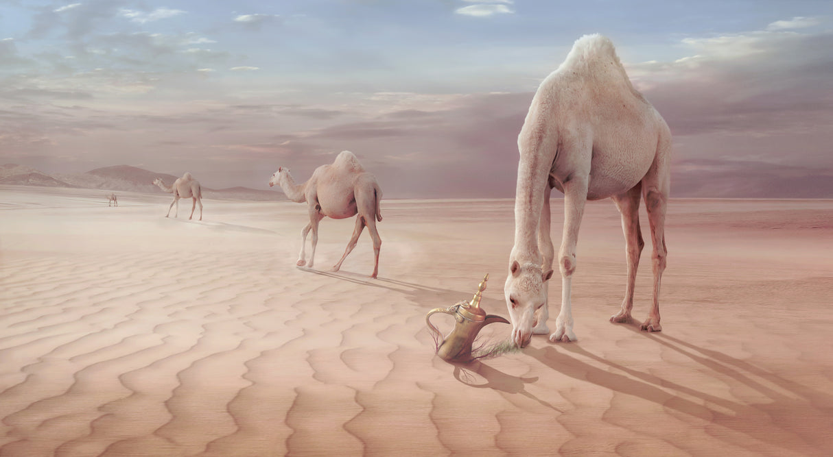 Camels Trip Poster och Canvastavla