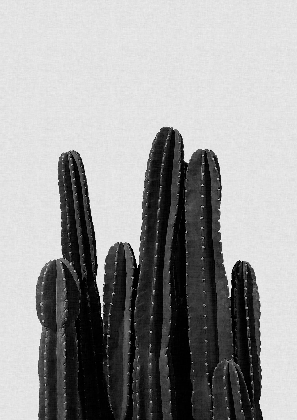 Cactus Black & White Poster och Canvastavla