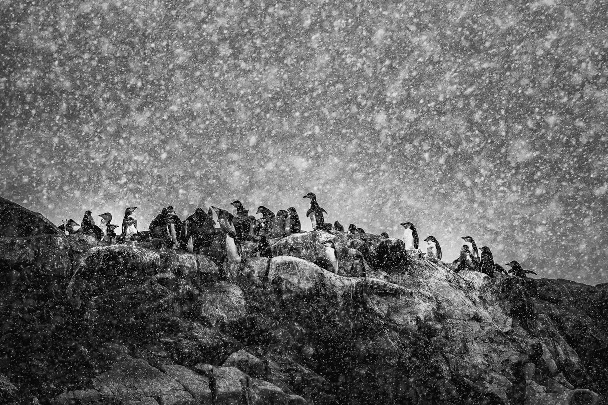 Antarctic storm Poster och Canvastavla