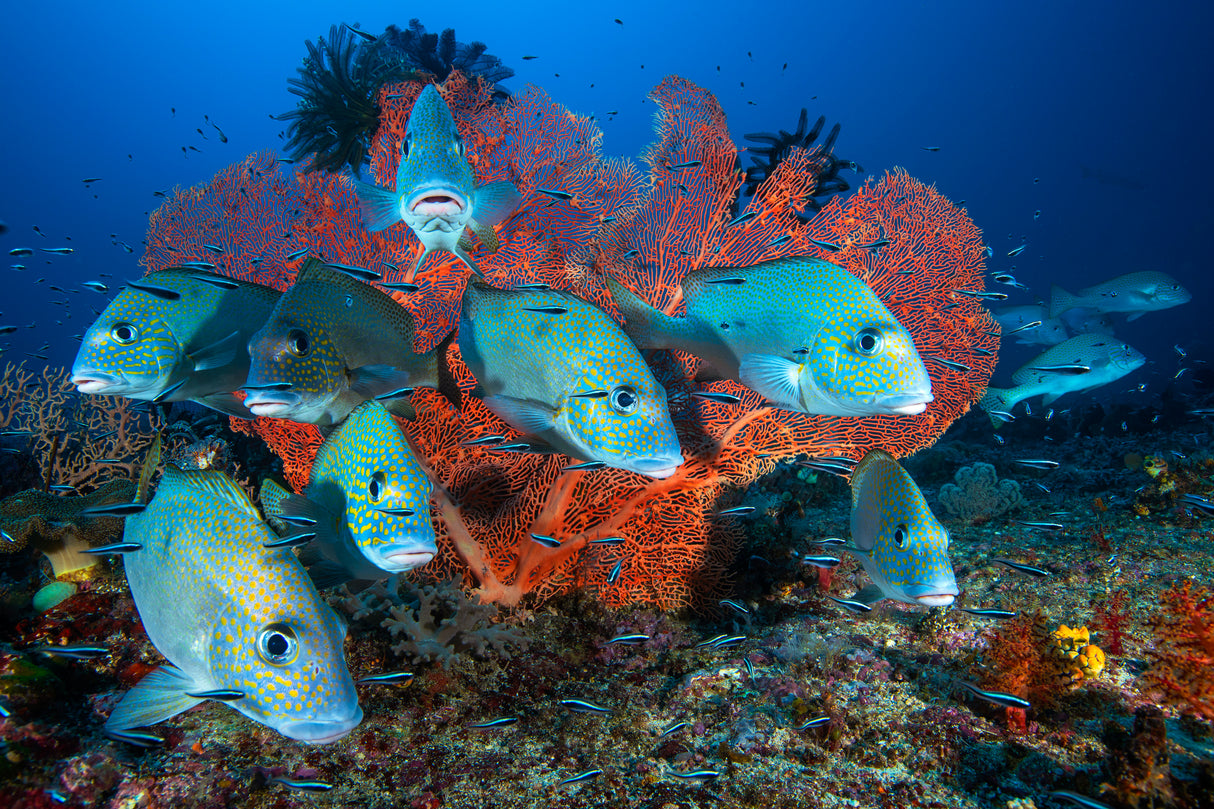 Painted sweetlips Poster och Canvastavla