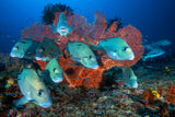Painted sweetlips Poster och Canvastavla