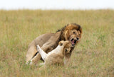 Mating pair Poster och Canvastavla