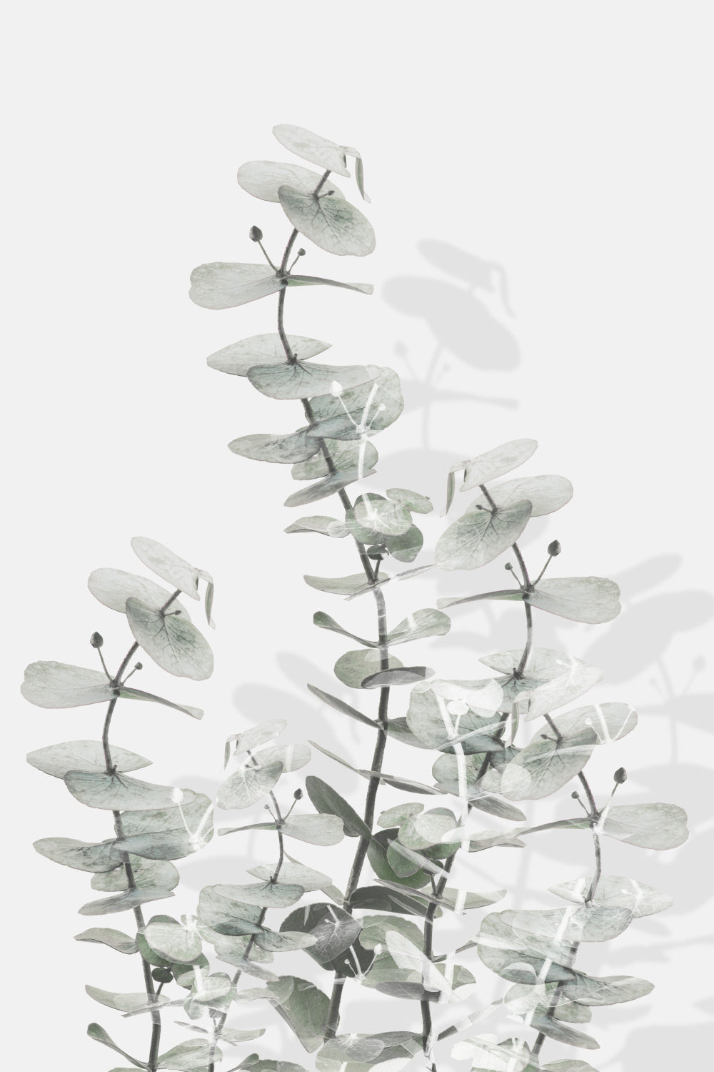 Eucalyptus Creative 15 Poster och Canvastavla