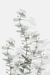 Eucalyptus Creative 15 Poster och Canvastavla