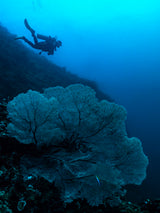Looking for sharks Poster och Canvastavla