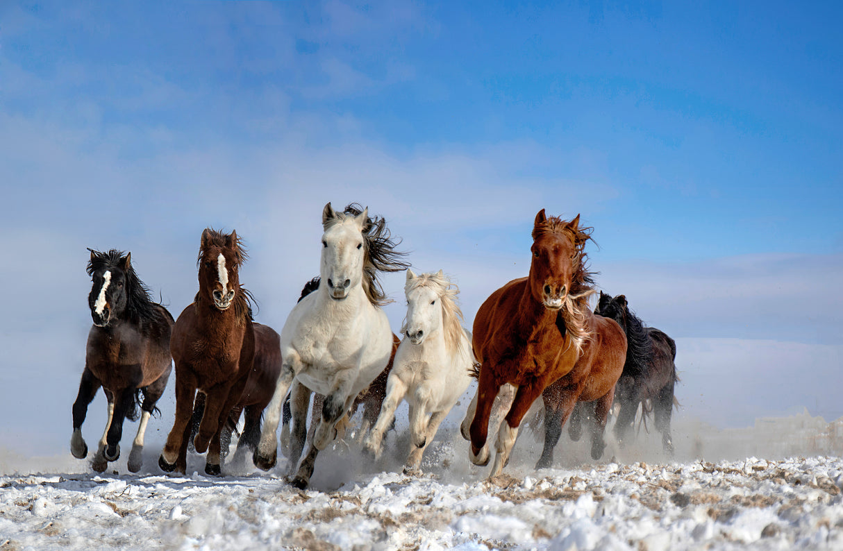 Mongolia Horses Poster och Canvastavla