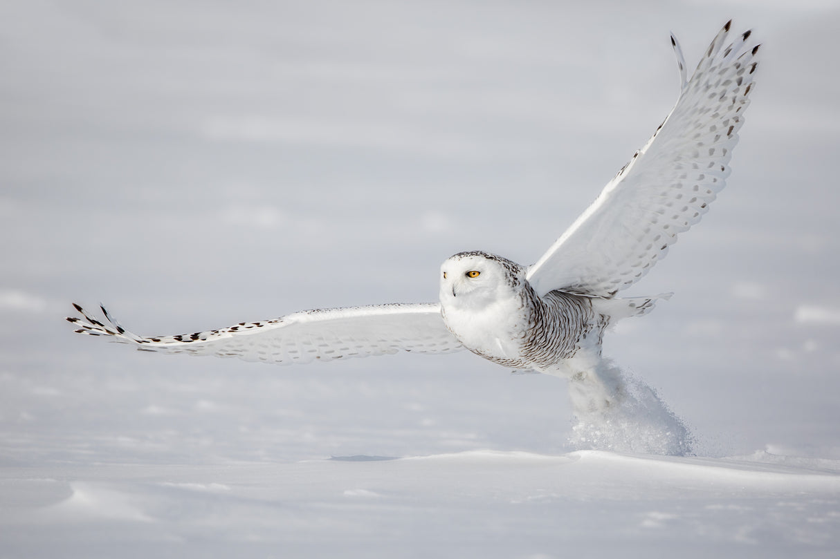 Spread You Wings ! Poster och Canvastavla