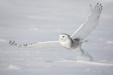 Spread You Wings ! Poster och Canvastavla
