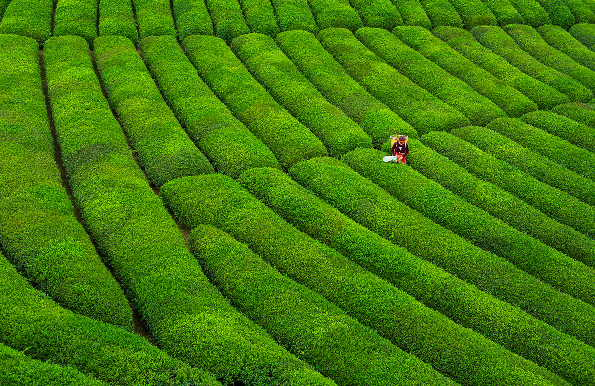 Tea Garden Poster och Canvastavla