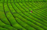 Tea Garden Poster och Canvastavla