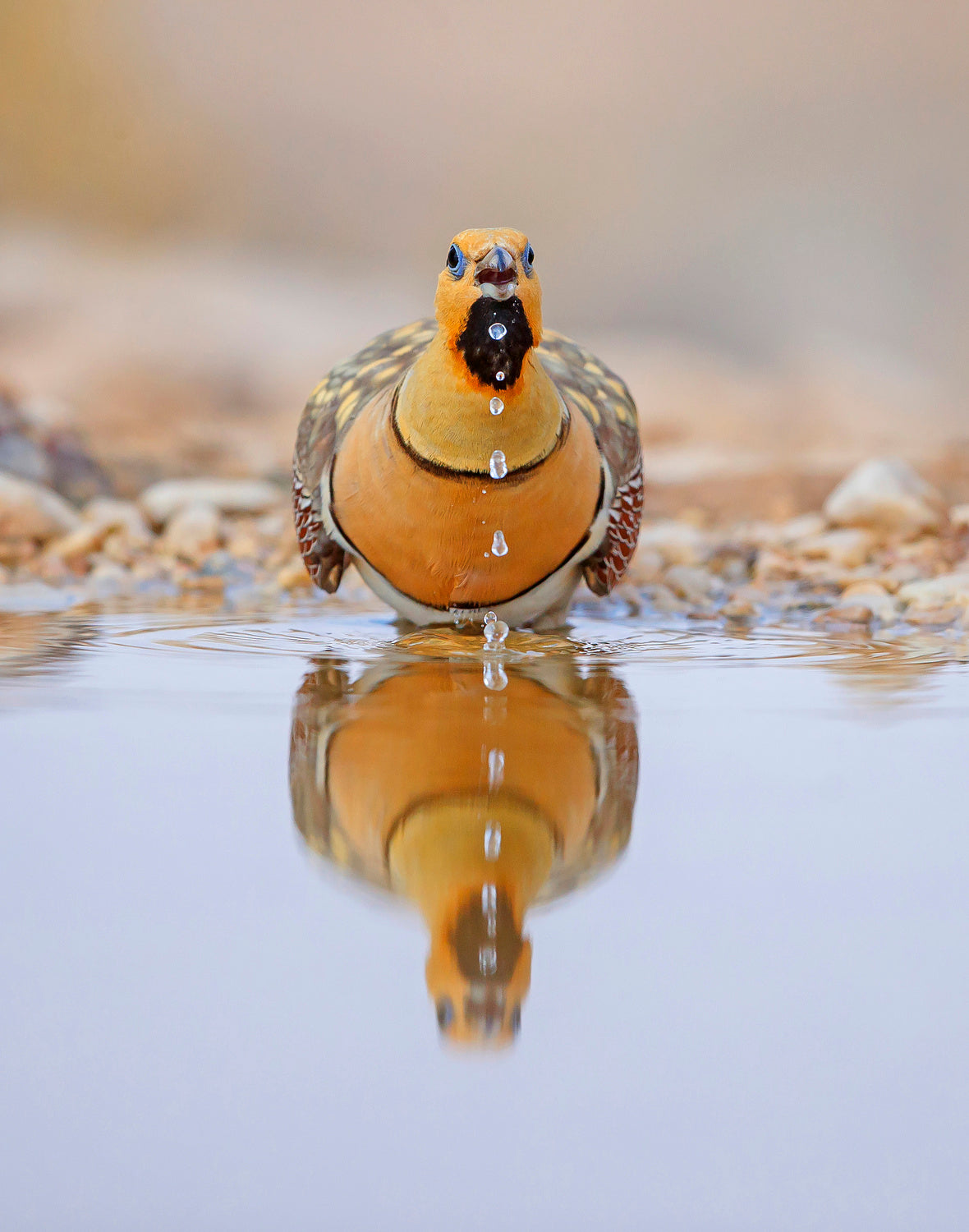 Pin-tailed Sandgrouse Poster och Canvastavla